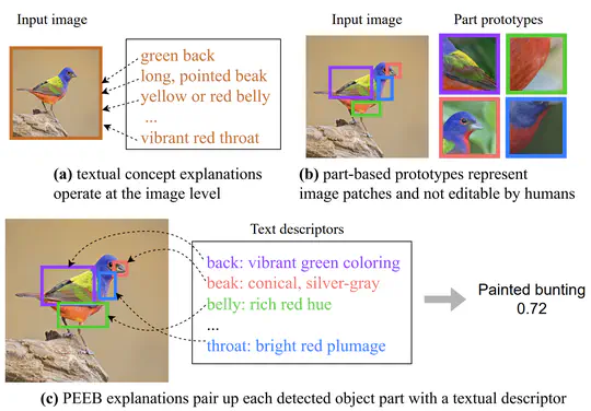 PEEB, Part-based Bird Classifier with an Explainable and Editable Language Bottleneck